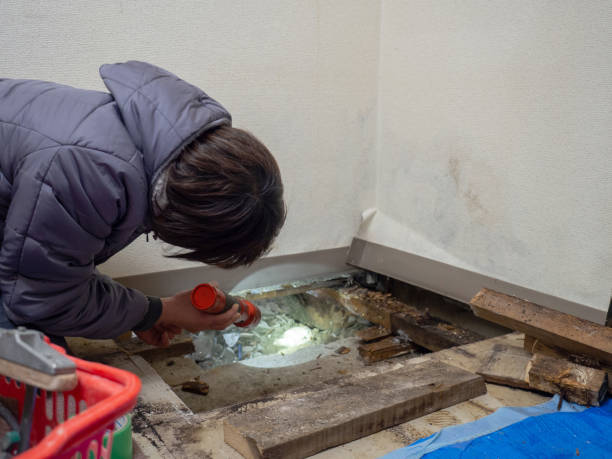  Hlside, IL Mold Removal Pros