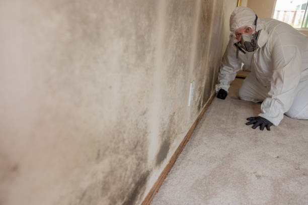 Best Real Estate Mold Inspection  in Hlside, IL